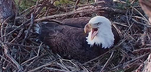 eagle 3.jpeg