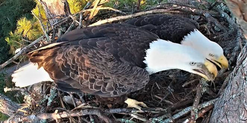 eagle 5.jpeg