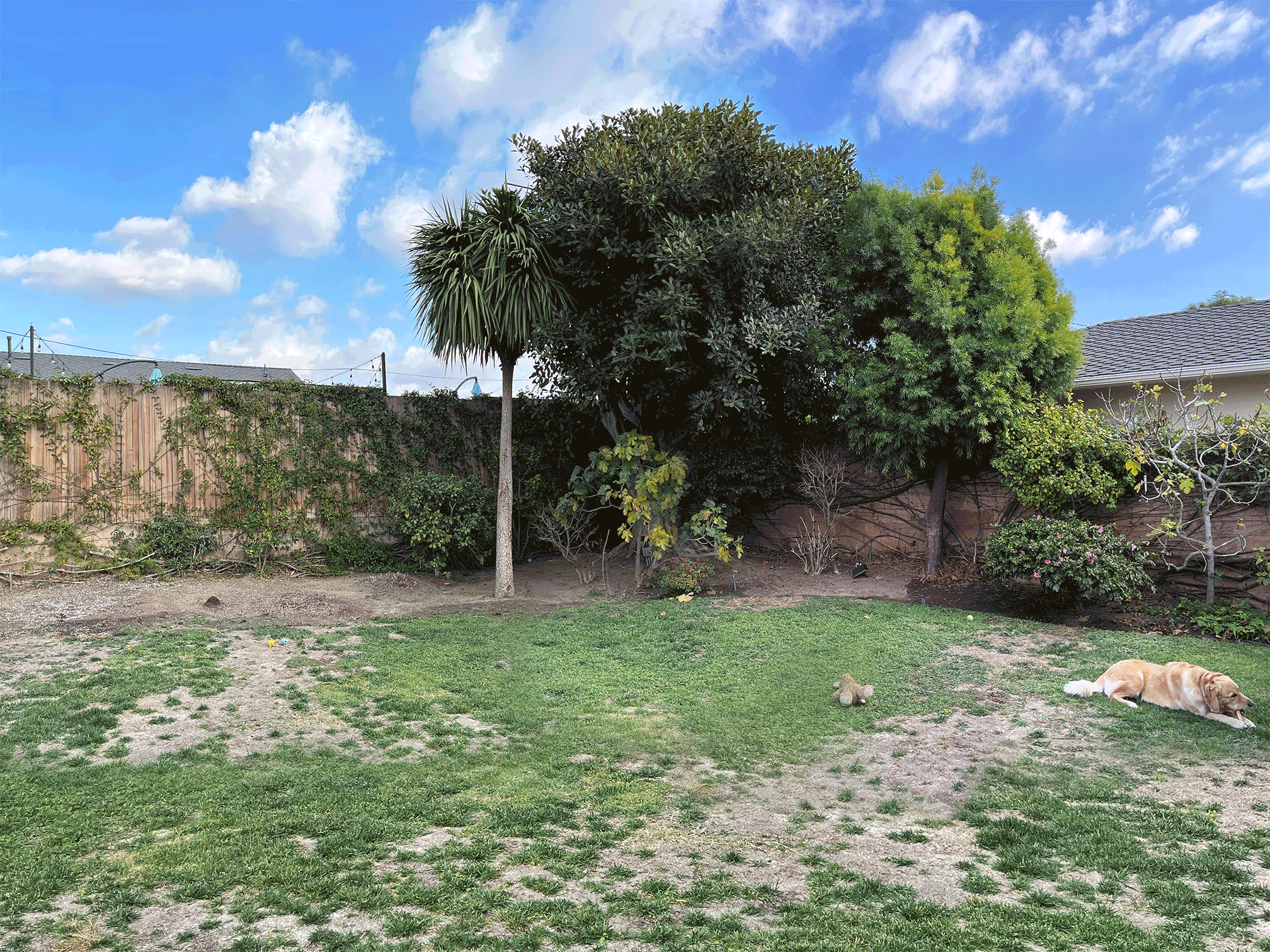 BACKYARD BEFORE AND AFTER LAWN TO DROUGHT TOLERANT PLANTING WITH DECOMPOSED GRANITE CURVED PATHS AND STONE GRAVEL EDGING