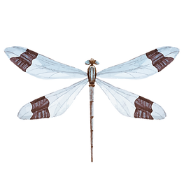 Libellule blanc