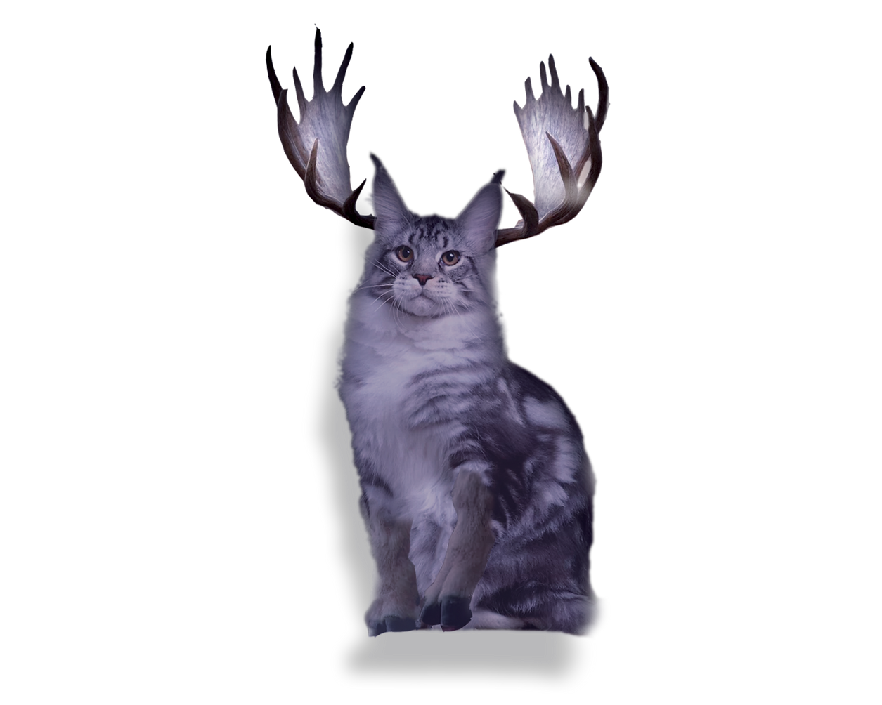 Snowcoon png.png