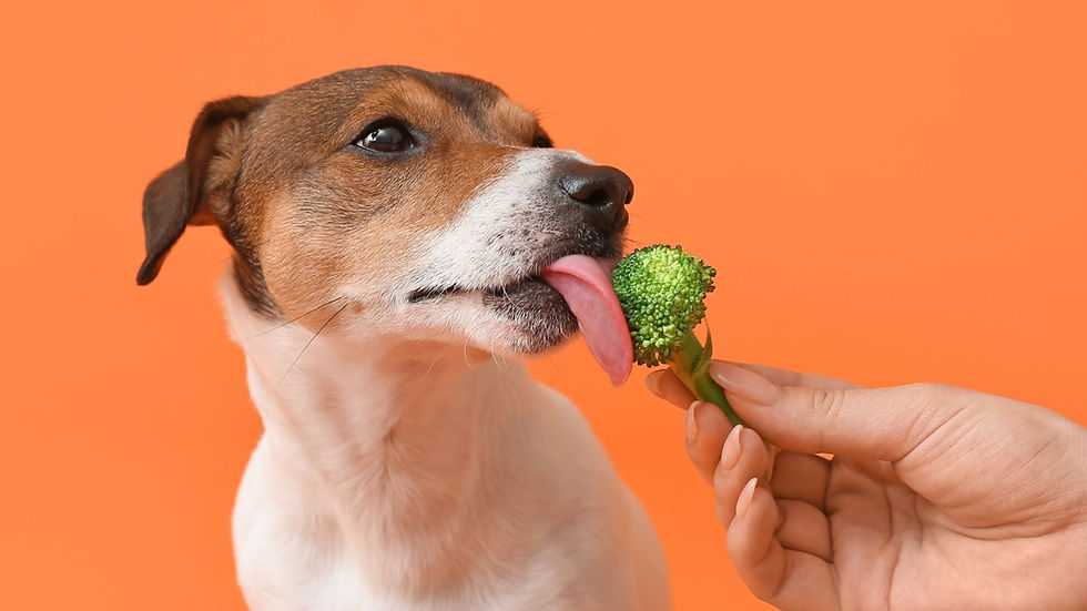 CÃES PODEM COMER BRÓCOLIS?
