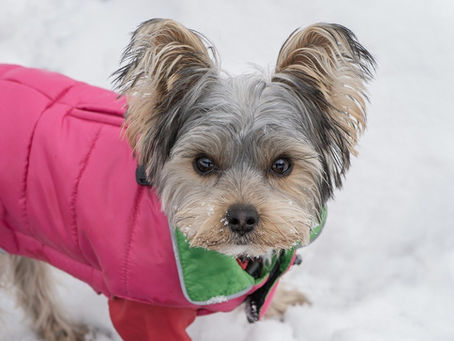 COMO PROTEGER O PET NO INVERNO?