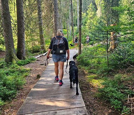 Leinenführigkeit und Freifolge
