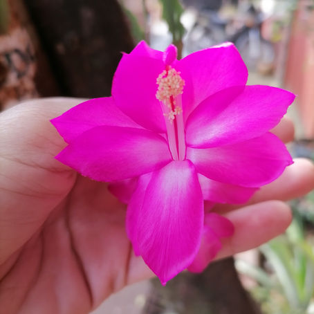 Porque deseamos ser perfecto ante la mirada de otra persona?