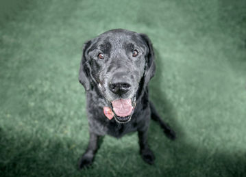 Fotografía de mascotas en Bogotá