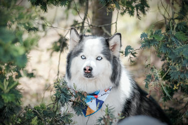 Fotografía de perro en Bogotá