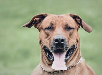 Perro en Bogotá