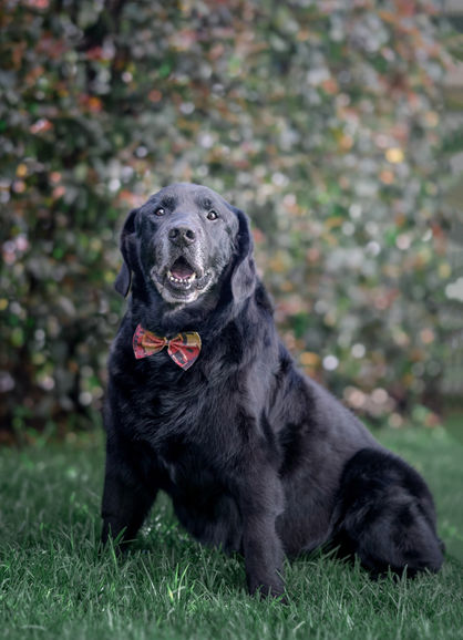 Foto de perro Labrador en Bogotá