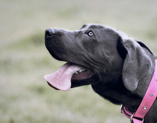Foto de perro en Bogotá