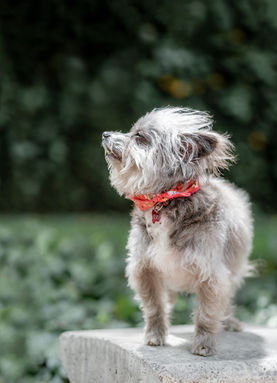 Foto de perro en Bogotá
