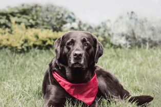 Fotografía de mascotas en Bogotá