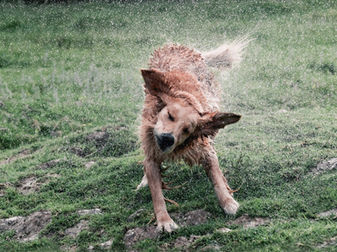 Fotografía de mascotas en Bogotá