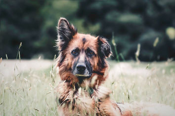 Fotografía de perro en Bogotá