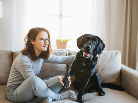 Pet