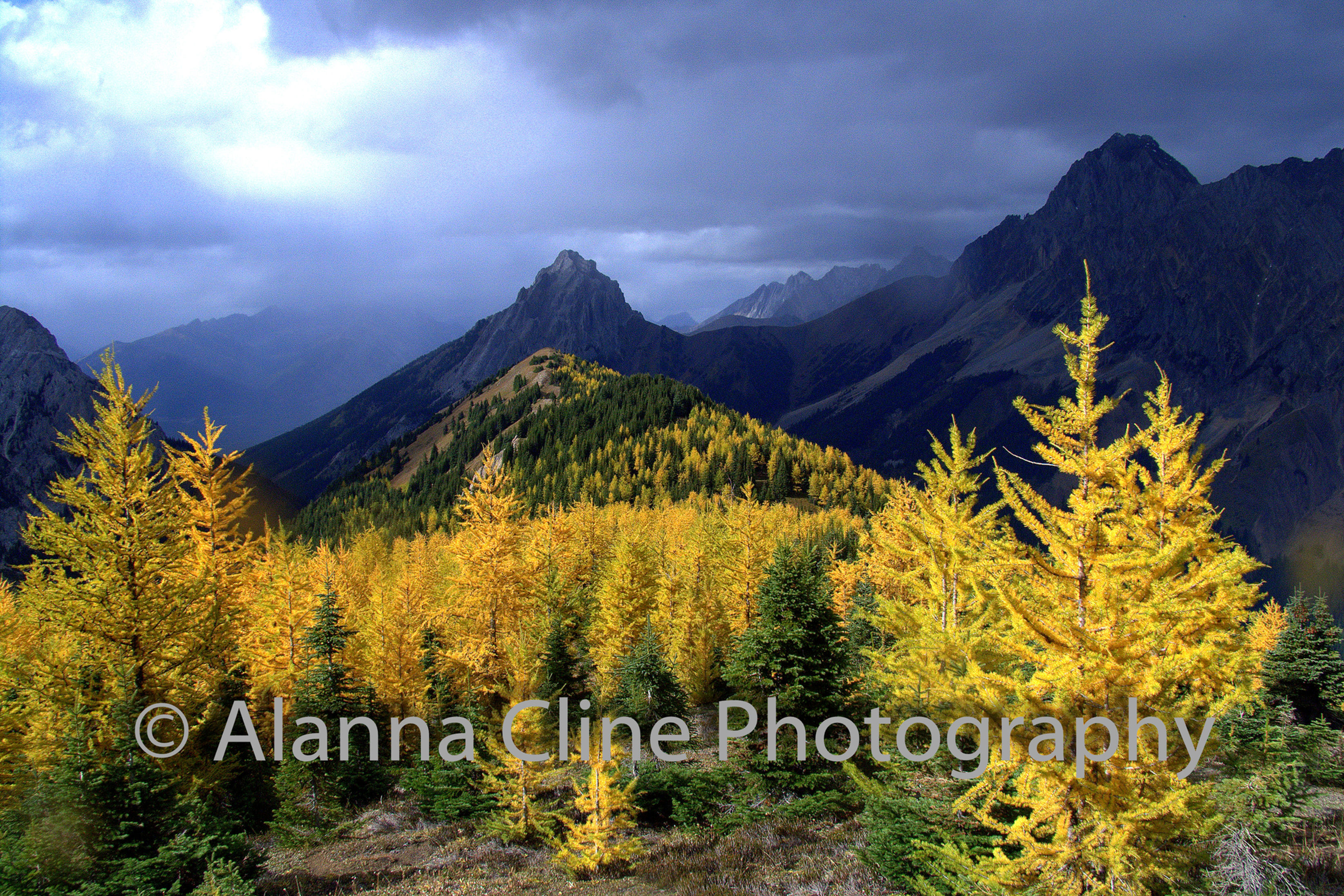Golden larch mountains autumn