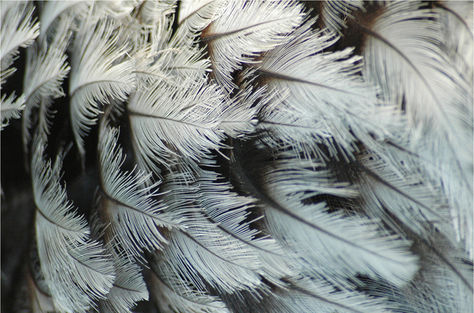 FEATHER TRANSFORMATION