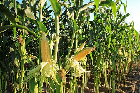 produtividade-de-milho-por-hectare.jpg