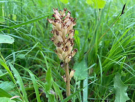 Neottia nidus-avis_IMG_6141.jpeg