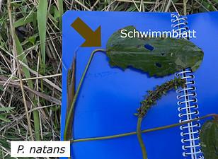 IMG_7189_Potamogeto natans_Schwimmblatt 
