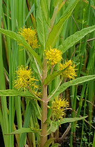 Lysimachia_thyrsiflora_Stiftung Reusstal_Josef Fischer.jpeg