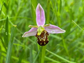 Ophrys apifera_IMG_6107.jpeg
