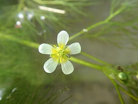 Ranunculus trichophyllus_BS_EX.jpg