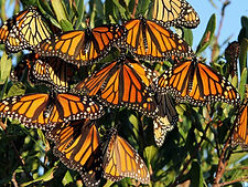 monarchs.jpg