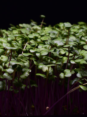 Redis China Rose mikrovõrsed 40g