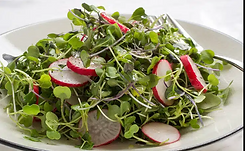 Mikrovõrse salat vinegretiga