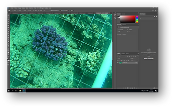 Figure 1. Screenshot of Photoshop Software during the analyse of one coral.