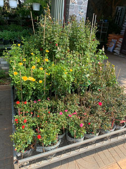 336773150_1014767599490463_1500966948511037510_n