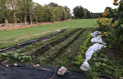 Köksträdgård med sallad