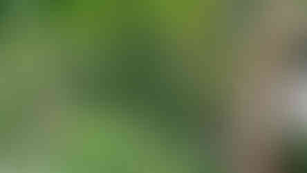 Insektenparadies