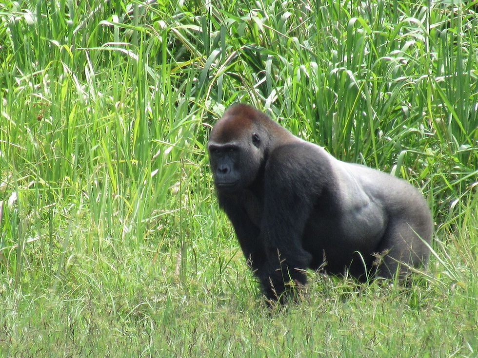 『世界ゴリラの日』現地報告会迫る!