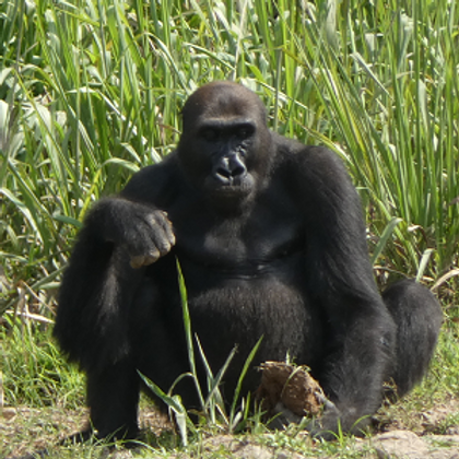CM gorilla.png