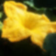 Seminole pumpkin flower. Grown by Calusa, Creek, and Miccosukee