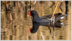 100325DSC_3567-w-web - Copy