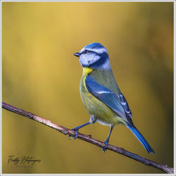 080226_Z8F_6663-w-webtd - Copy