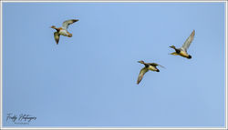 181125_Z8F_1663-w-webtd - Copy