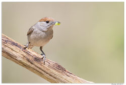 100517DSC_0794-w-web - Copy