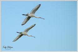 300925_F8Z_1097-w-web - Copy