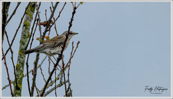 181125_Z8F_1759-w-webtd - Copy