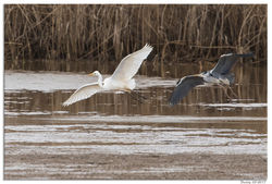030317DSC_4234-w-web - Copy