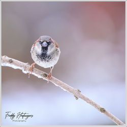 110126_Z8F_4639-w-webtd - Copy