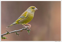 211117DSC_2998-w-web - Copy