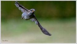 200625_Z8F_7899-w-webts - Copy