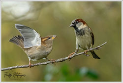 261125_Z8F_2678-w-webtd - Copy