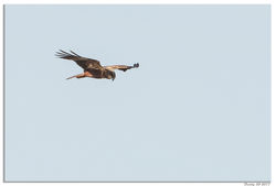 270317DSC_6409-w-web - Copy