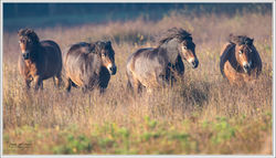 041024DSC_3211-w-webts - Copy